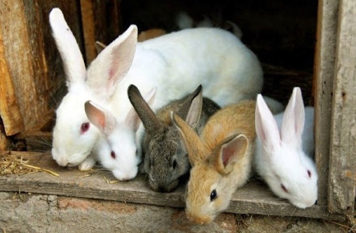 Hur man gör en kaninbur: de rätta elementen och typerna av djurhus